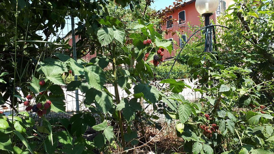 Quadrifoglio Relax Pensionat San Donà di Piave Eksteriør billede