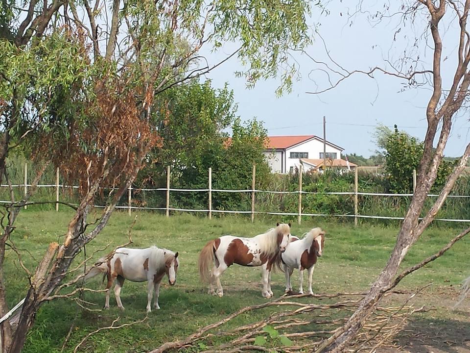 Quadrifoglio Relax Pensionat San Donà di Piave Eksteriør billede